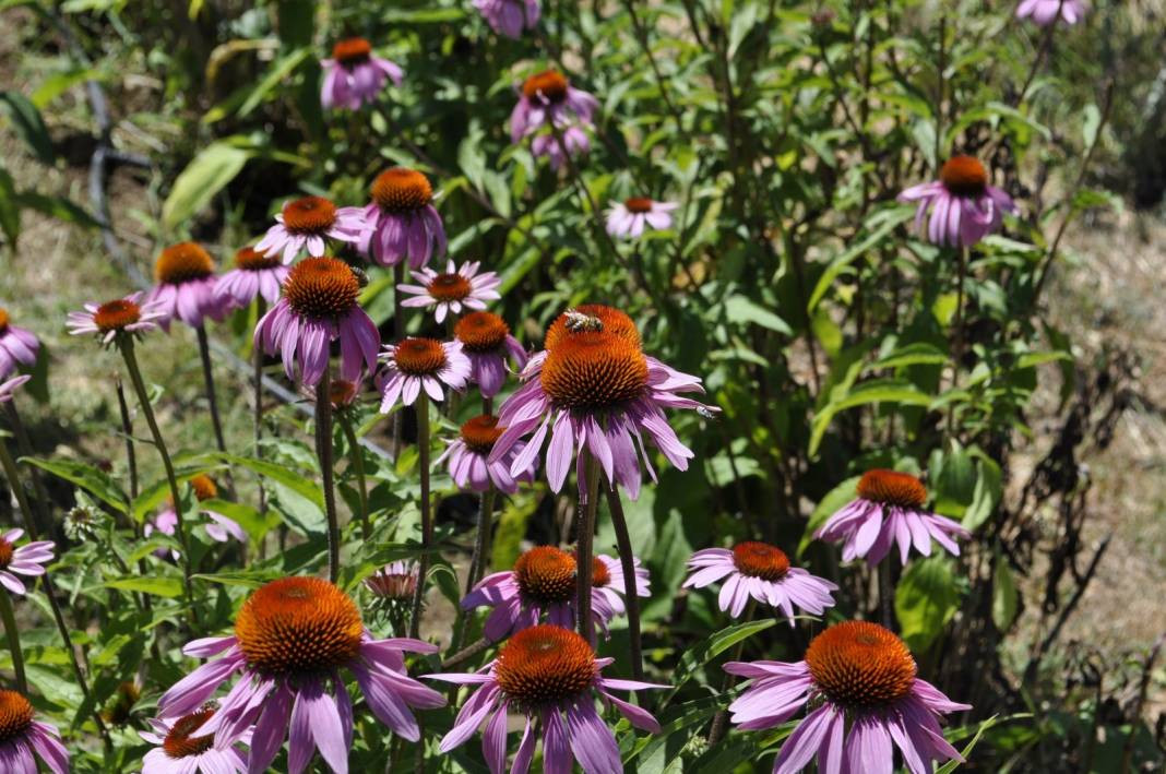 Üzerine yatan dinç kalkıyor. Turistler akın ediyor - Resim: 9