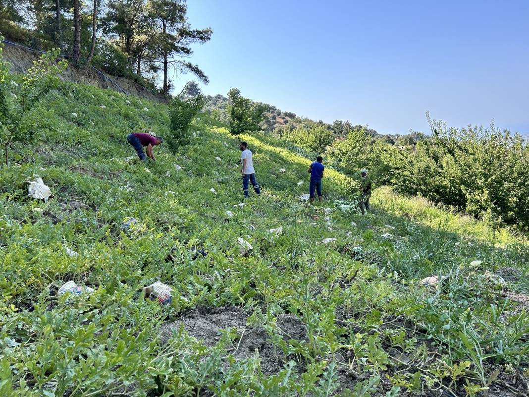 Tarladaki damak çatlatan lezzete çiftçiden şok eden önlem. Kilosu 10-15 TL - Resim: 8