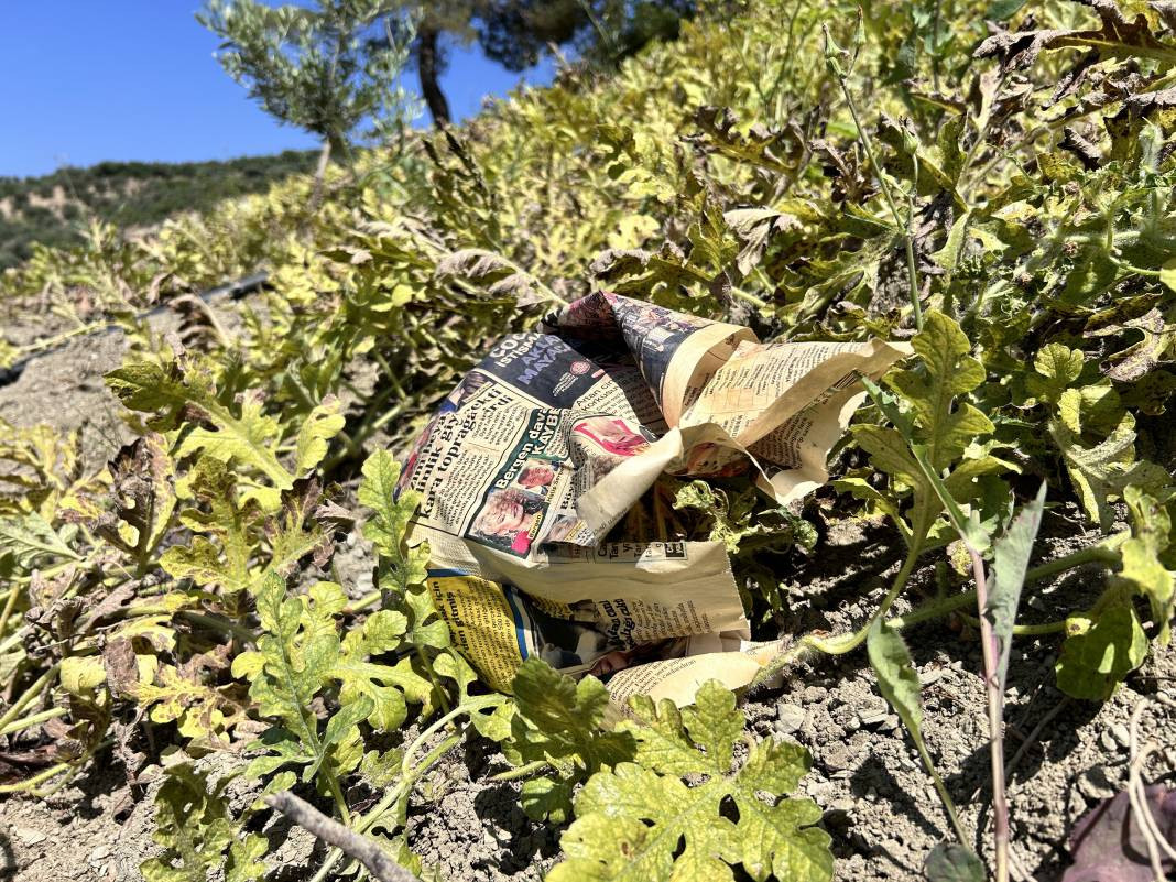 Tarladaki damak çatlatan lezzete çiftçiden şok eden önlem. Kilosu 10-15 TL - Resim: 10