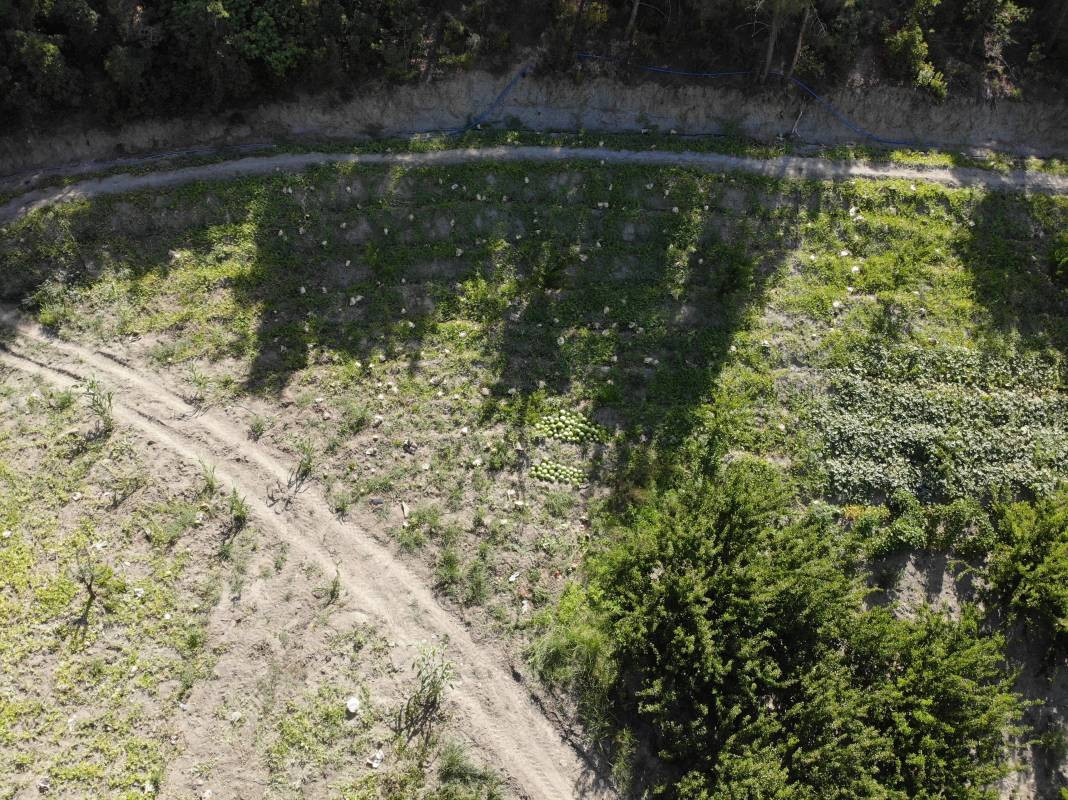 Tarladaki damak çatlatan lezzete çiftçiden şok eden önlem. Kilosu 10-15 TL - Resim: 9