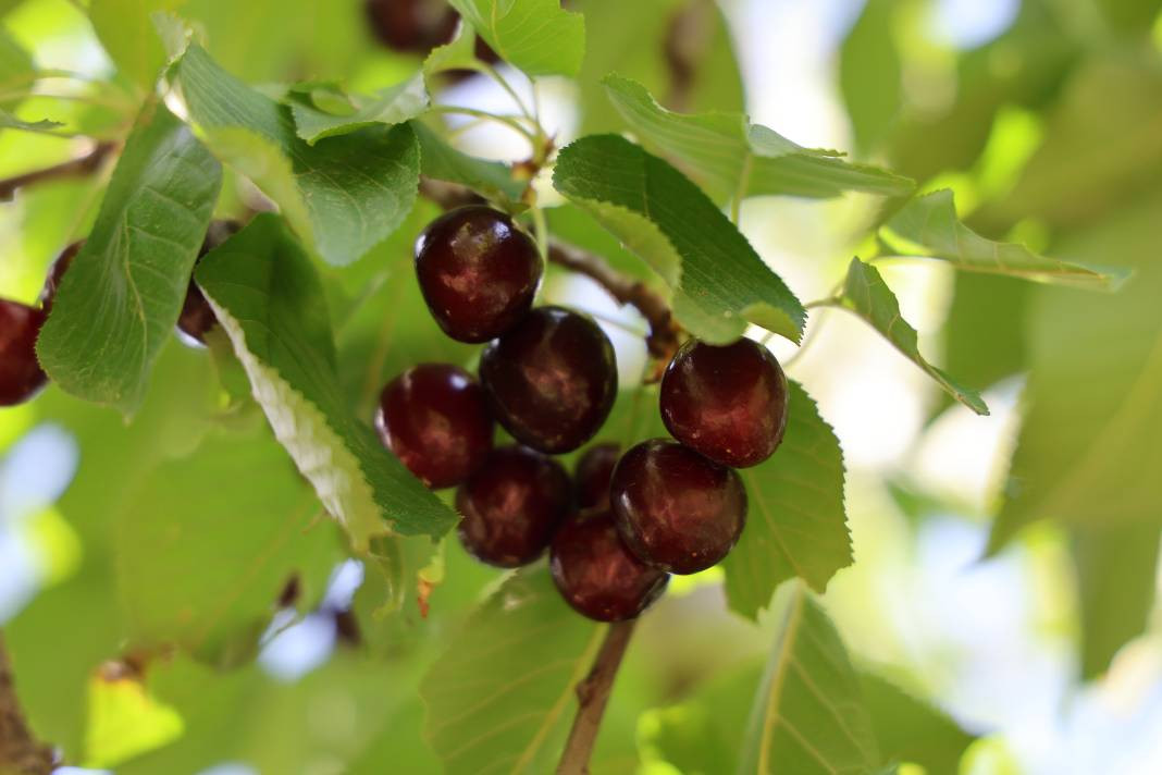 Lezzeti ülke sınırlarını aştı dalında 10 markette 140 TL - Resim: 7