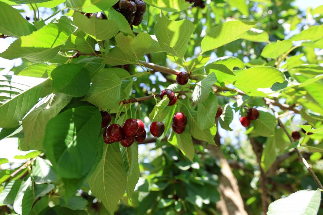 Lezzeti ülke sınırlarını aştı dalında 10 markette 140 TL - Resim: 6