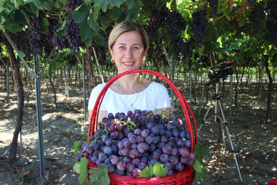 Spil Karası üzümünde ilk hasat başladı - Resim: 1