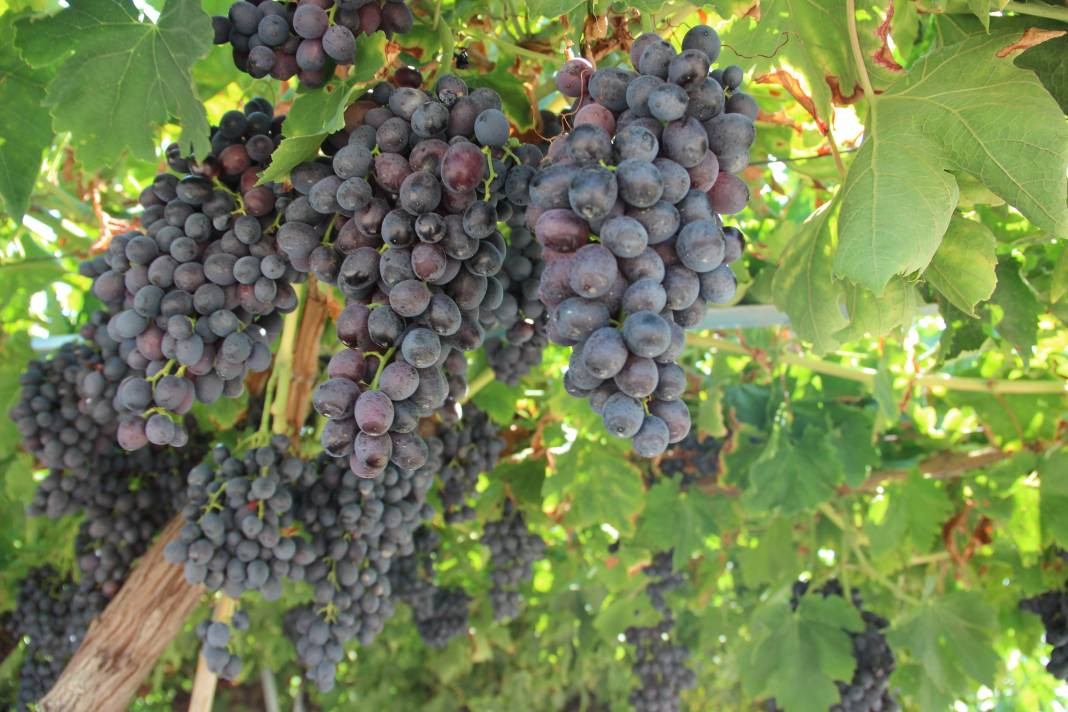 Spil Karası üzümünde ilk hasat başladı - Resim: 2