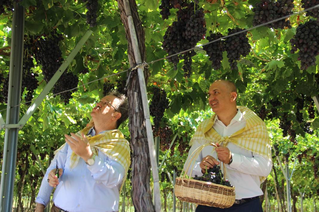 Spil Karası üzümünde ilk hasat başladı - Resim: 4