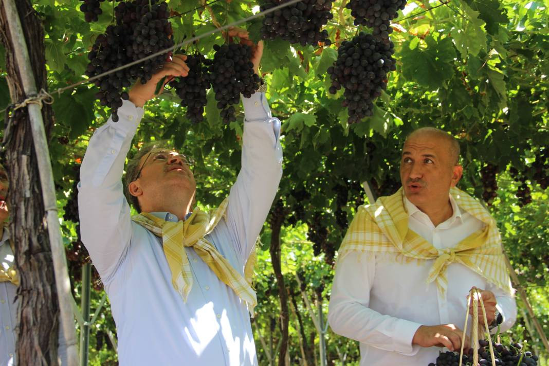 Spil Karası üzümünde ilk hasat başladı - Resim: 5