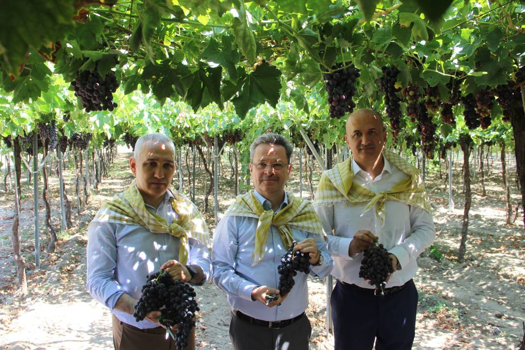 Spil Karası üzümünde ilk hasat başladı - Resim: 3