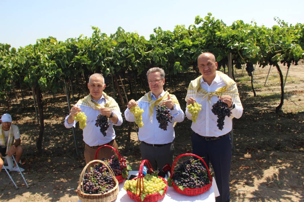 Spil Karası üzümünde ilk hasat başladı - Resim: 6