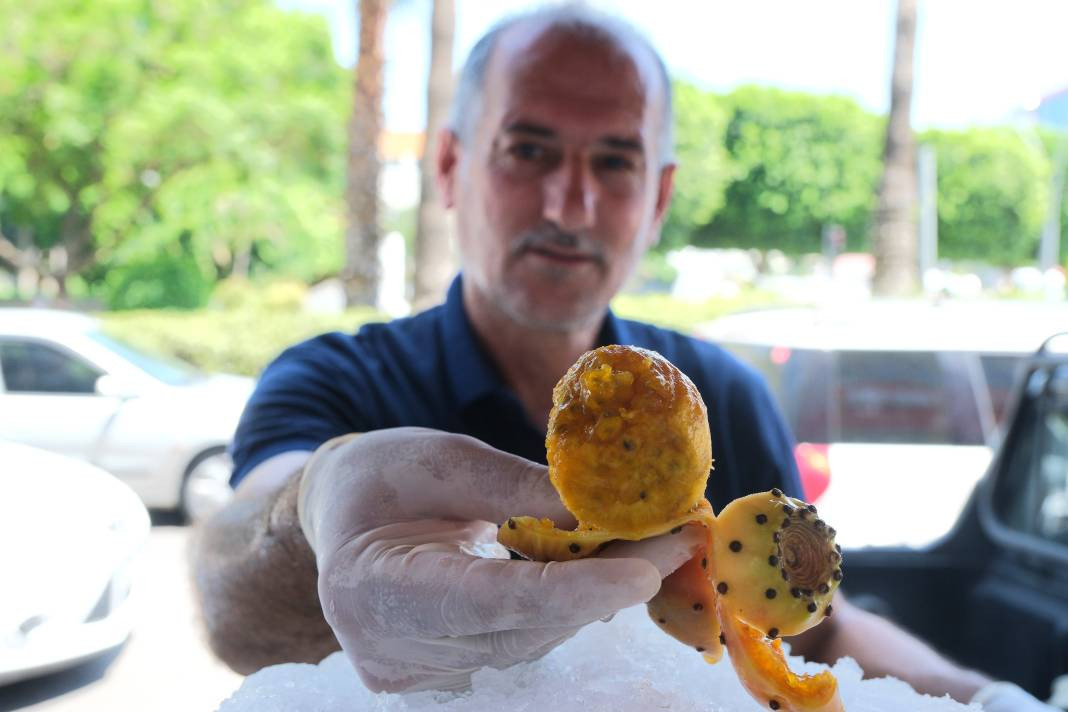 Bedava topluyorlar tanesini 15 TL'ye satıyorlar. Klima etkisi yapan meyve - Resim: 10