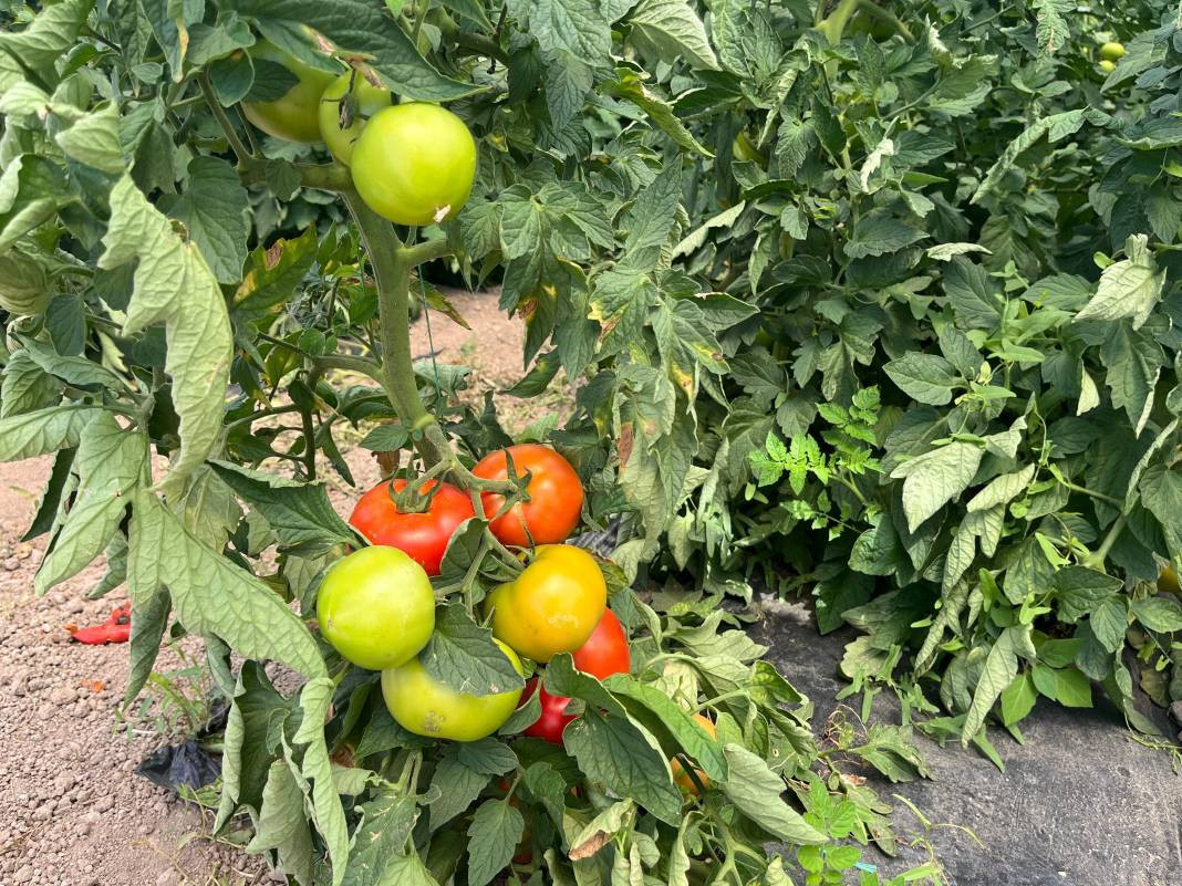 Meyve ve sebzelerde kanser riski. Görünmez tehlike - Resim: 1