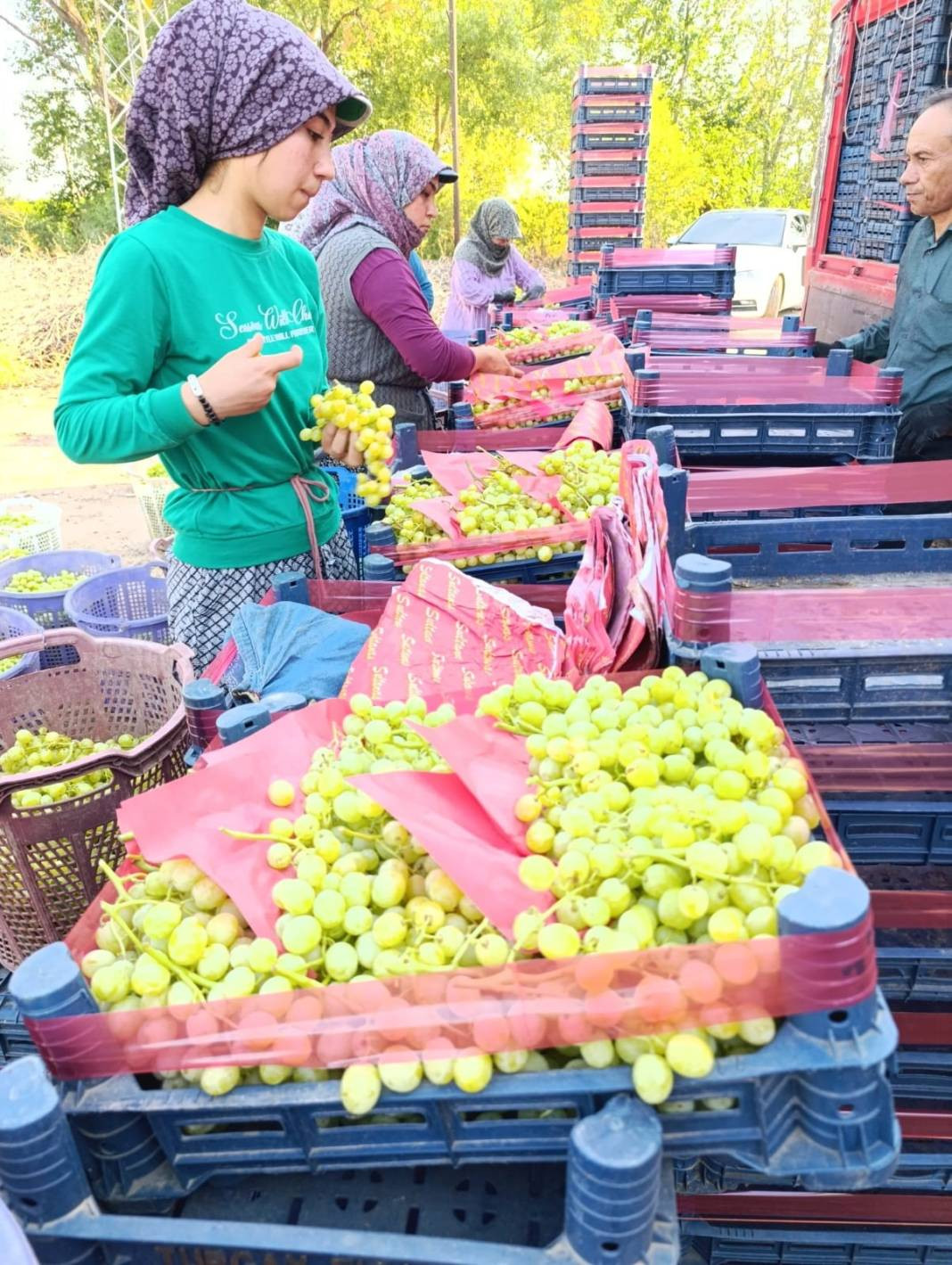 Yaşlanmayı durduran çekirdeksiz meyve. Bahçede kilosu 35 markette 100 TL - Resim: 2