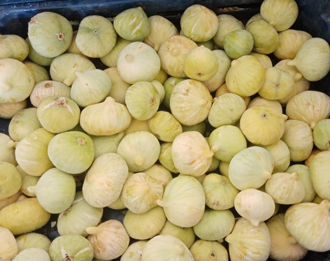 Kilosu 100 TL'den gidiyor üreticinin yüzünü güldürdü - Resim: 1