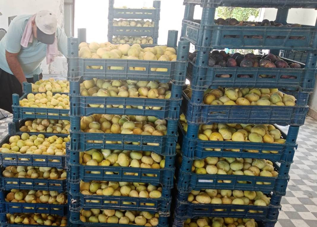 Kilosu 100 TL'den gidiyor üreticinin yüzünü güldürdü - Resim: 2