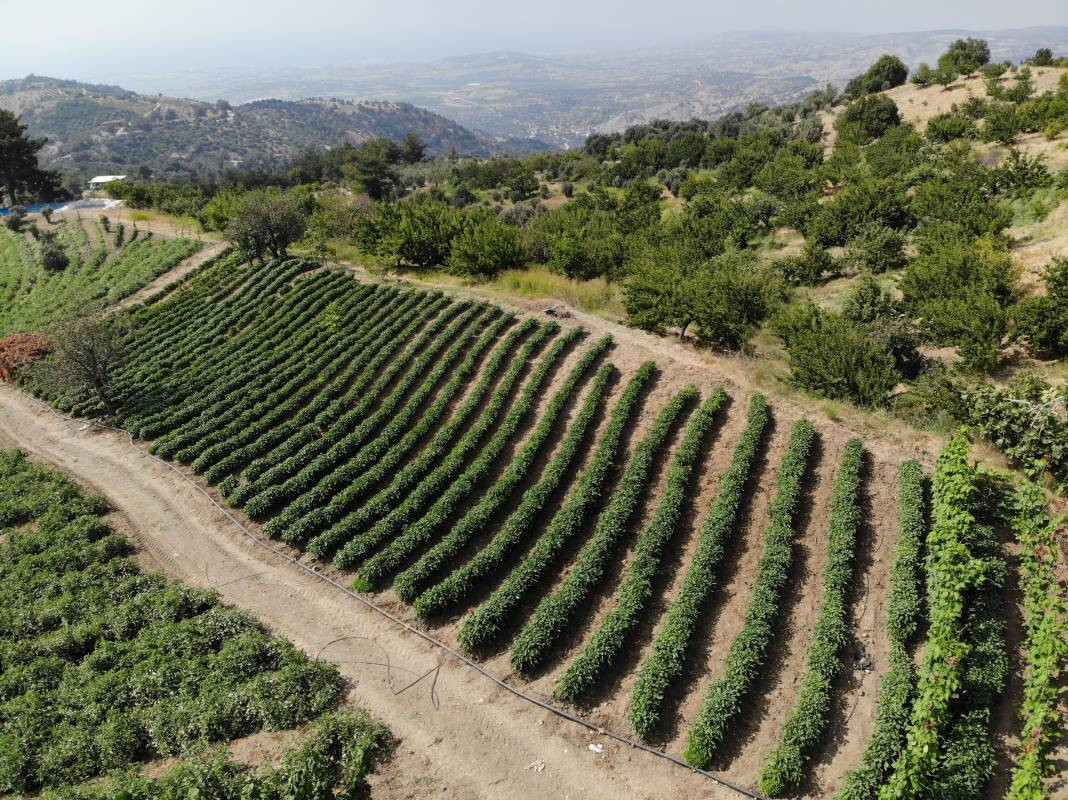 Kilosu tarlada 25 TL'den gidiyor büyük ilgi görüyor. 40 derecenin altında hasat ediliyor - Resim: 5