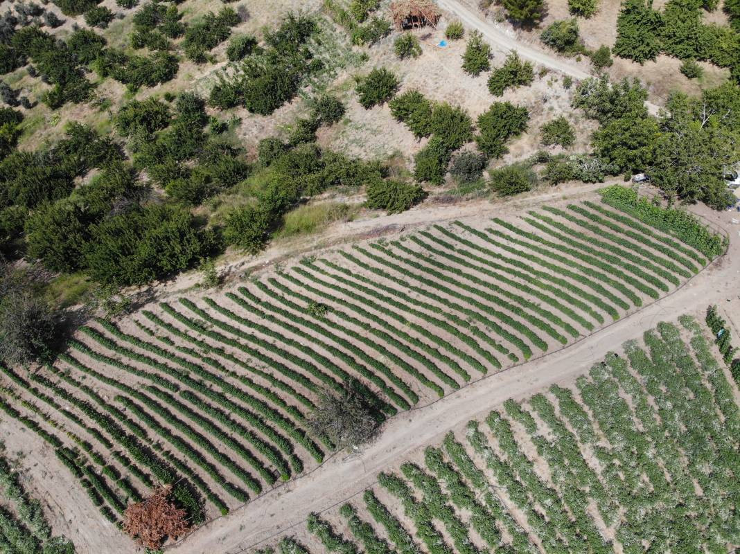 Kilosu tarlada 25 TL'den gidiyor büyük ilgi görüyor. 40 derecenin altında hasat ediliyor - Resim: 3