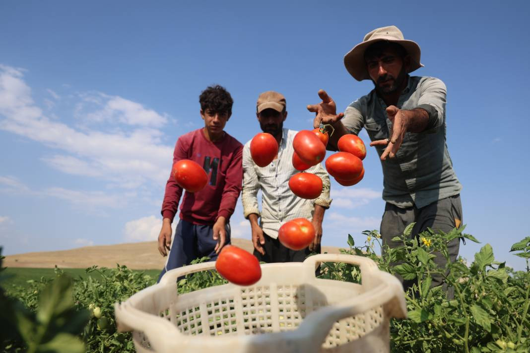 Vatandaş seçerek topluyor kilosuna 8 TL ödüyor. Pazarda 30 TL'den satılıyor - Resim: 12