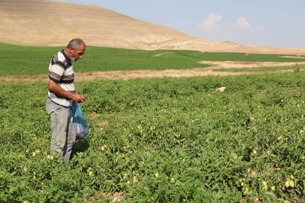 Vatandaş seçerek topluyor kilosuna 8 TL ödüyor. Pazarda 30 TL'den satılıyor - Resim: 8