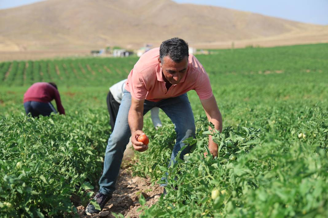Vatandaş seçerek topluyor kilosuna 8 TL ödüyor. Pazarda 30 TL'den satılıyor - Resim: 9