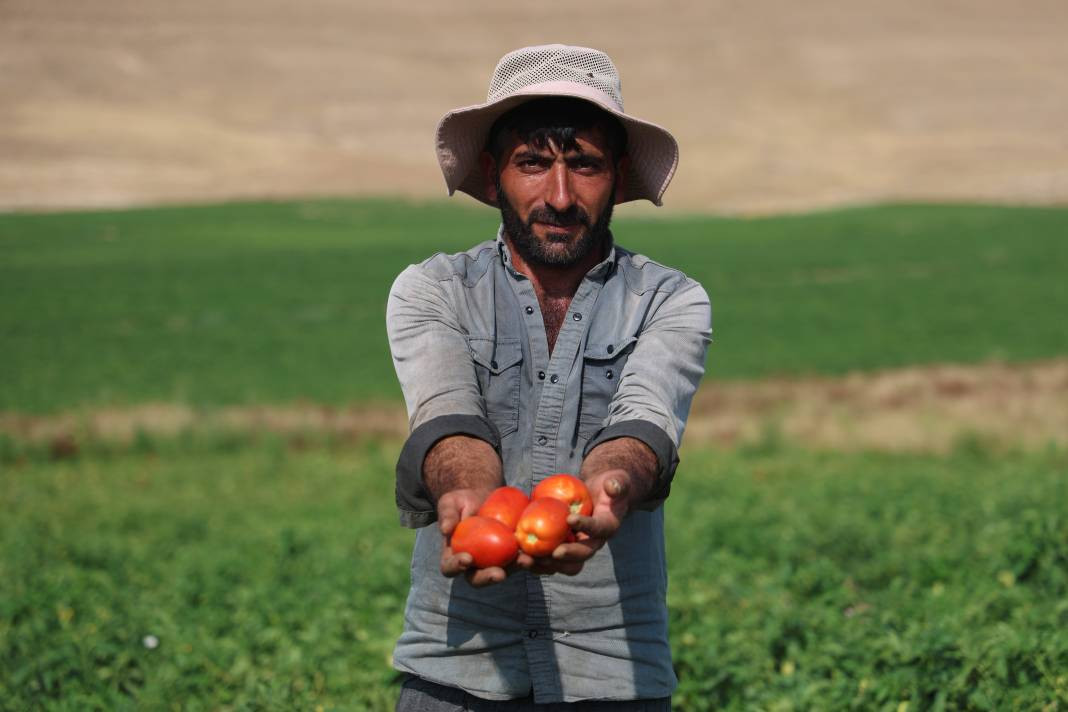 Vatandaş seçerek topluyor kilosuna 8 TL ödüyor. Pazarda 30 TL'den satılıyor - Resim: 11