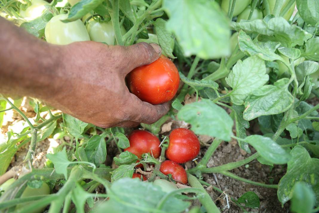 Vatandaş seçerek topluyor kilosuna 8 TL ödüyor. Pazarda 30 TL'den satılıyor - Resim: 7