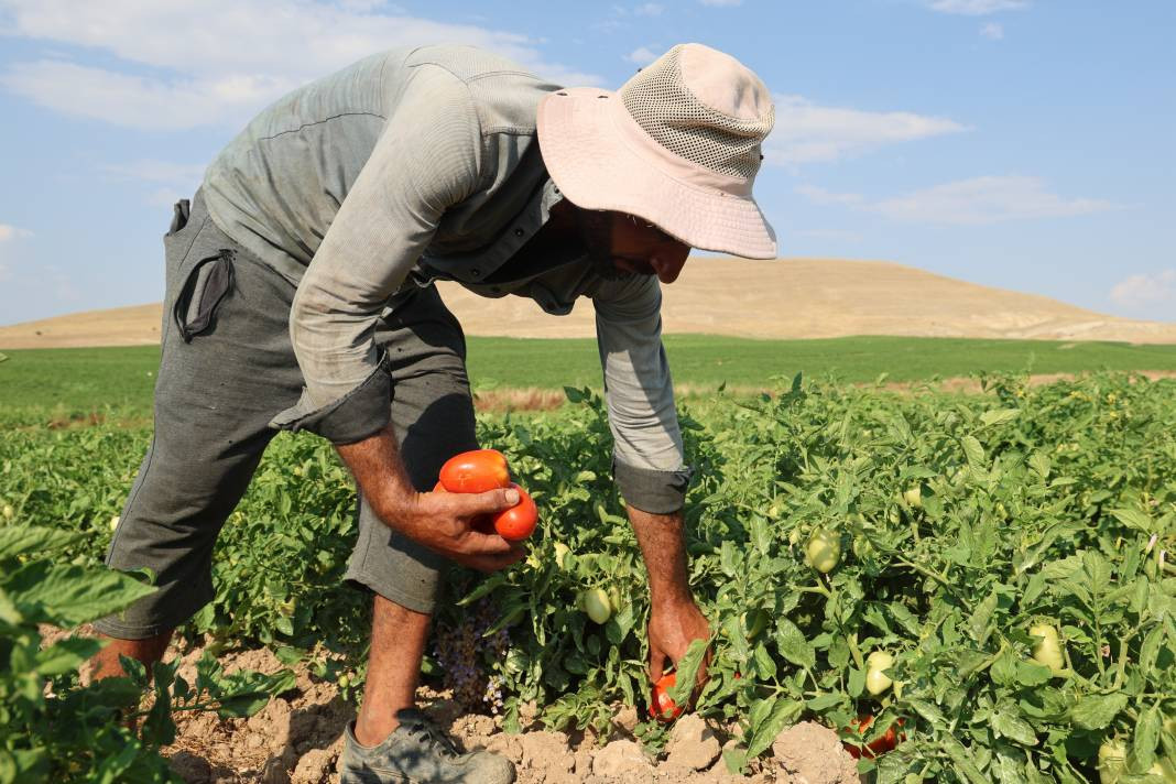 Vatandaş seçerek topluyor kilosuna 8 TL ödüyor. Pazarda 30 TL'den satılıyor - Resim: 4