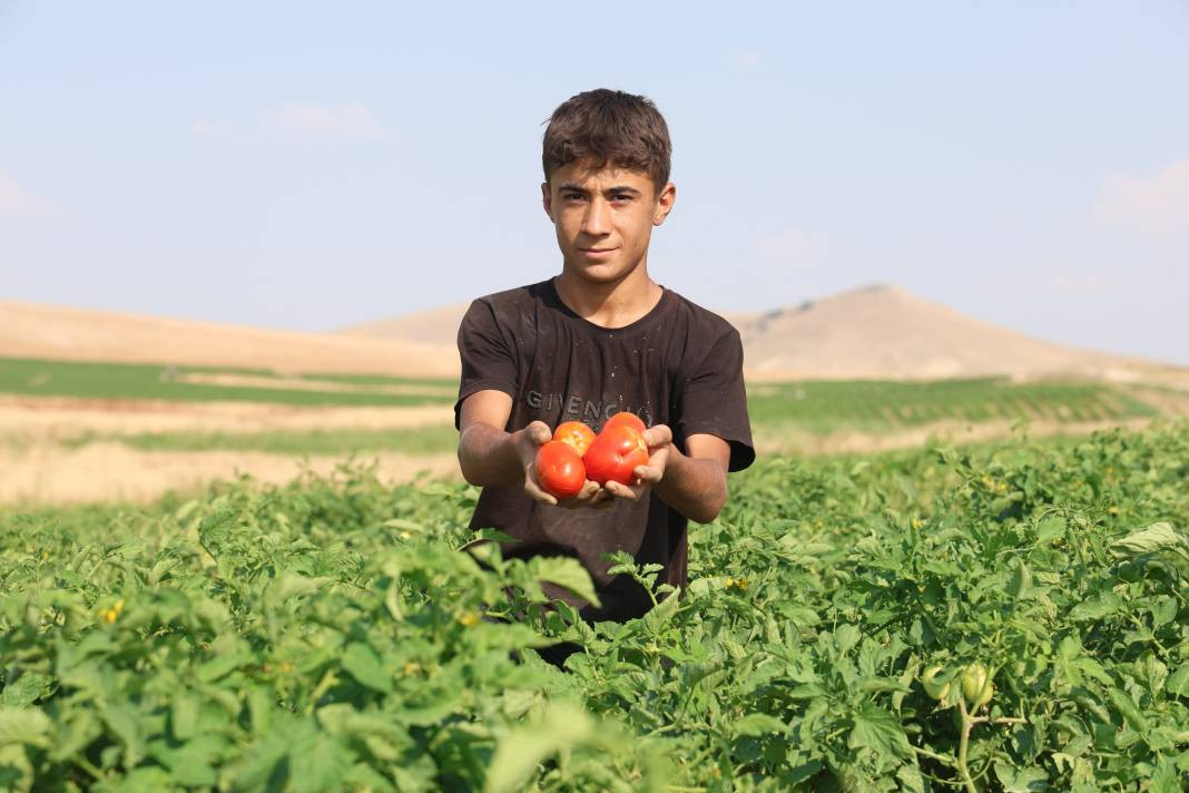 Vatandaş seçerek topluyor kilosuna 8 TL ödüyor. Pazarda 30 TL'den satılıyor - Resim: 6