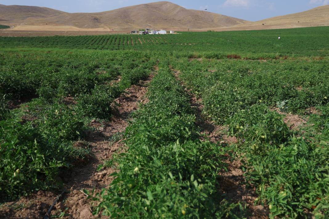 Vatandaş seçerek topluyor kilosuna 8 TL ödüyor. Pazarda 30 TL'den satılıyor - Resim: 1