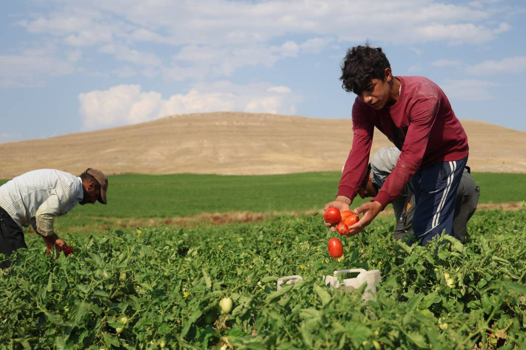 Vatandaş seçerek topluyor kilosuna 8 TL ödüyor. Pazarda 30 TL'den satılıyor - Resim: 3