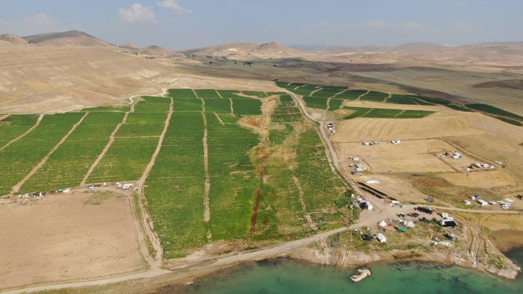 Vatandaş seçerek topluyor kilosuna 8 TL ödüyor. Pazarda 30 TL'den satılıyor - Resim: 5