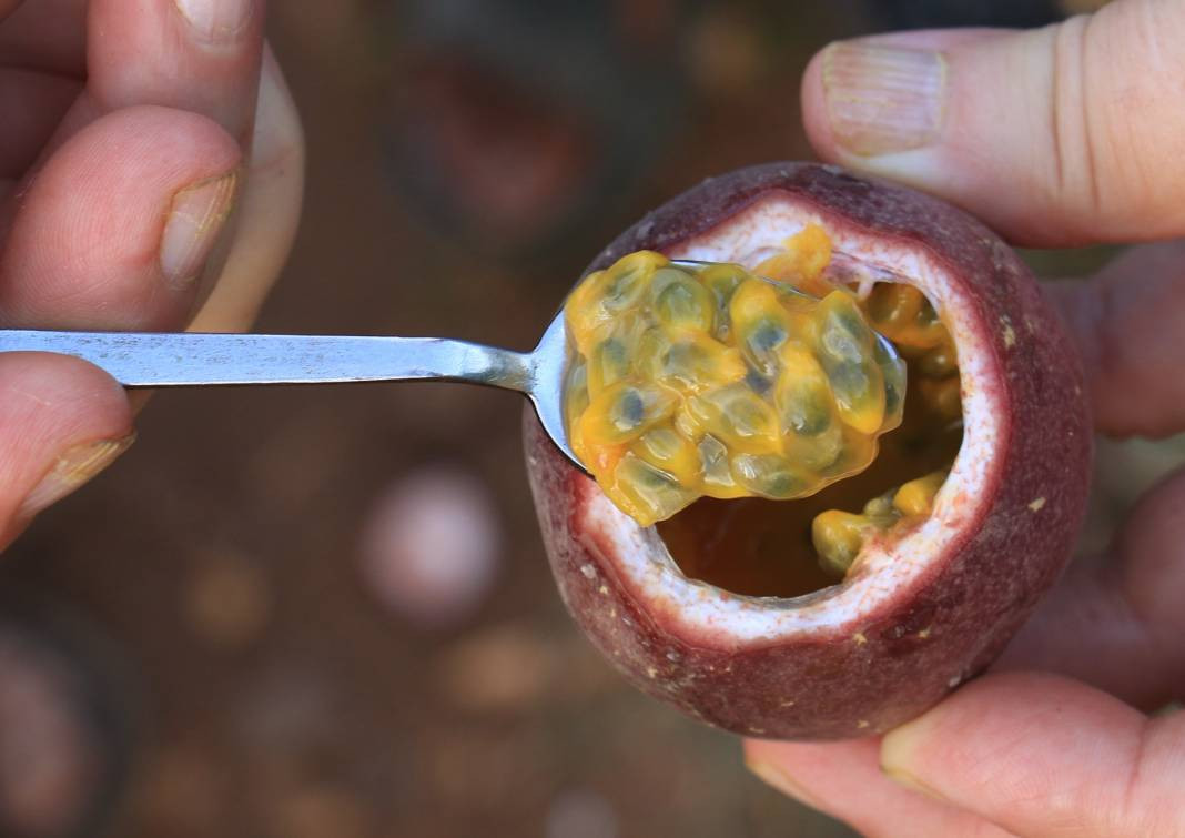 Bir yiyen müdavimi oluyor asla bırakamıyor! Kilosunu 100 TL'den satıyorlar - Resim: 4