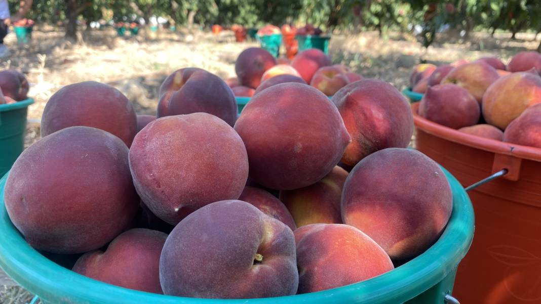 Çanakkale’de üretiliyor Ruslar kapış kapış alıyor! Coğrafi işaretli meyvenin kilosu 35 TL’den gidiyor - Resim: 3