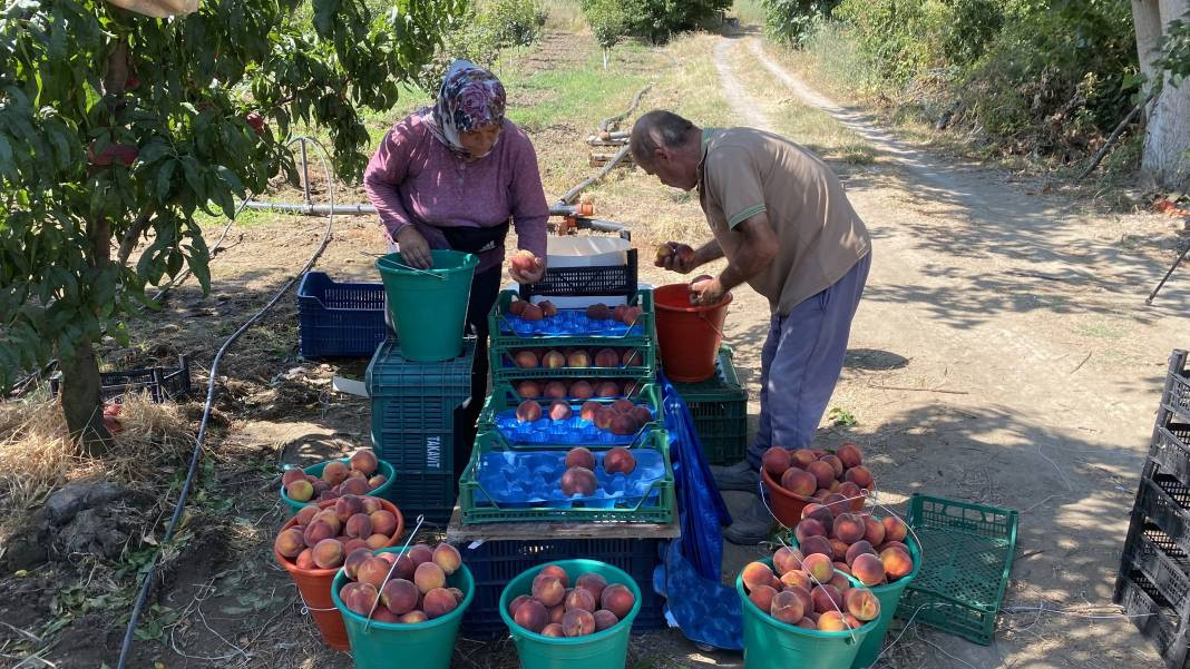 Çanakkale’de üretiliyor Ruslar kapış kapış alıyor! Coğrafi işaretli meyvenin kilosu 35 TL’den gidiyor - Resim: 1