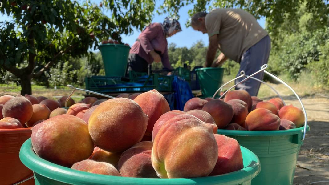 Çanakkale’de üretiliyor Ruslar kapış kapış alıyor! Coğrafi işaretli meyvenin kilosu 35 TL’den gidiyor - Resim: 4
