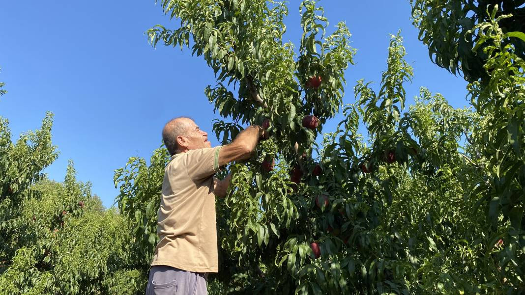 Çanakkale’de üretiliyor Ruslar kapış kapış alıyor! Coğrafi işaretli meyvenin kilosu 35 TL’den gidiyor - Resim: 5