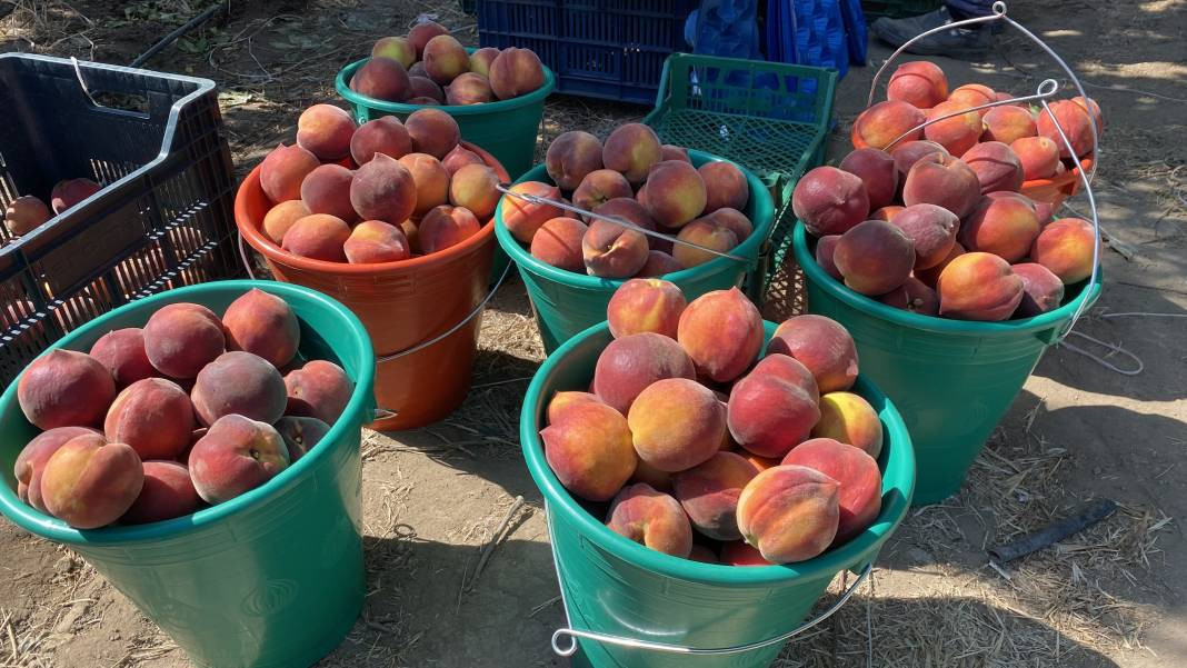 Çanakkale’de üretiliyor Ruslar kapış kapış alıyor! Coğrafi işaretli meyvenin kilosu 35 TL’den gidiyor - Resim: 9