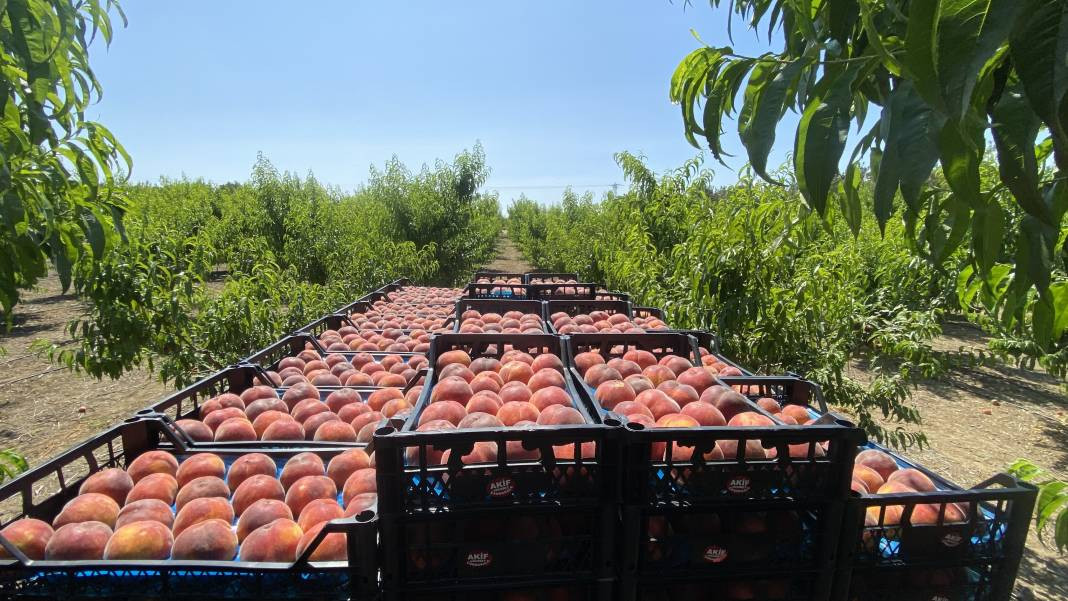 Çanakkale’de üretiliyor Ruslar kapış kapış alıyor! Coğrafi işaretli meyvenin kilosu 35 TL’den gidiyor - Resim: 8
