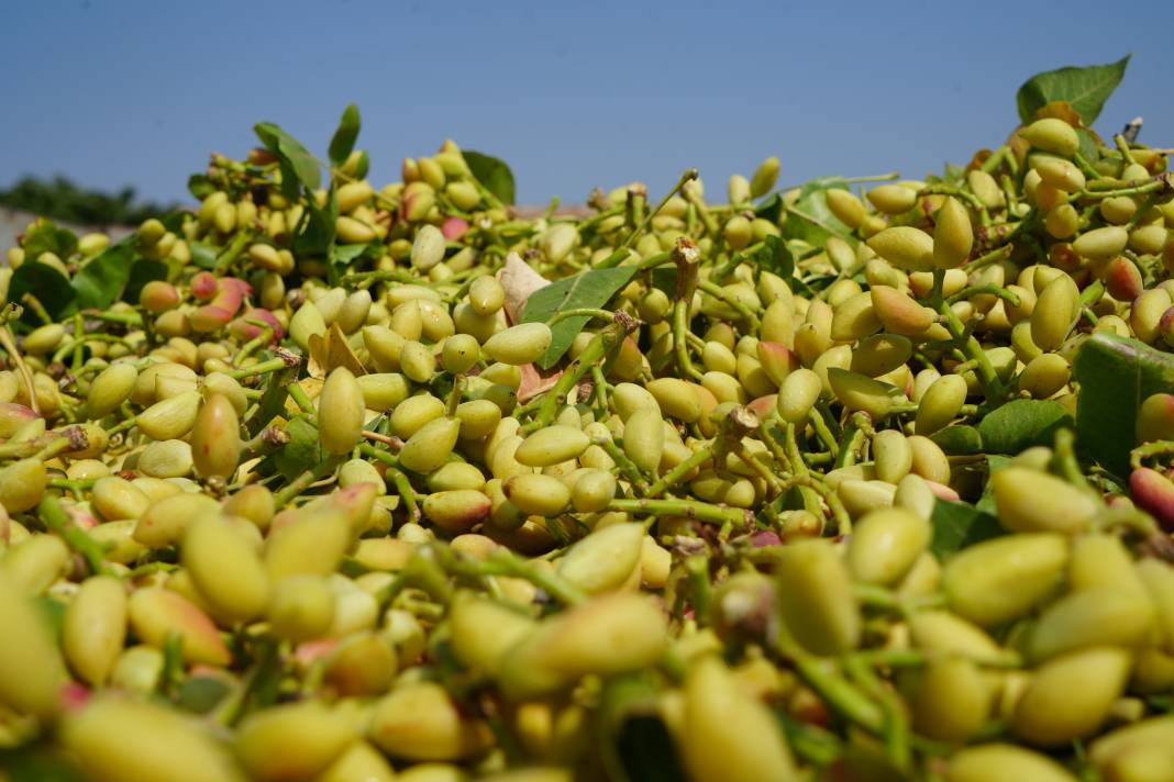 Kilosu altın ile yarışıyor 45 derecede hasadına başlandı! Bölgenin önemli geçim kaynağı - Resim: 3