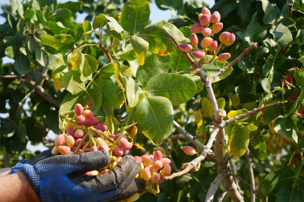 Kilosu altın ile yarışıyor 45 derecede hasadına başlandı! Bölgenin önemli geçim kaynağı - Resim: 2