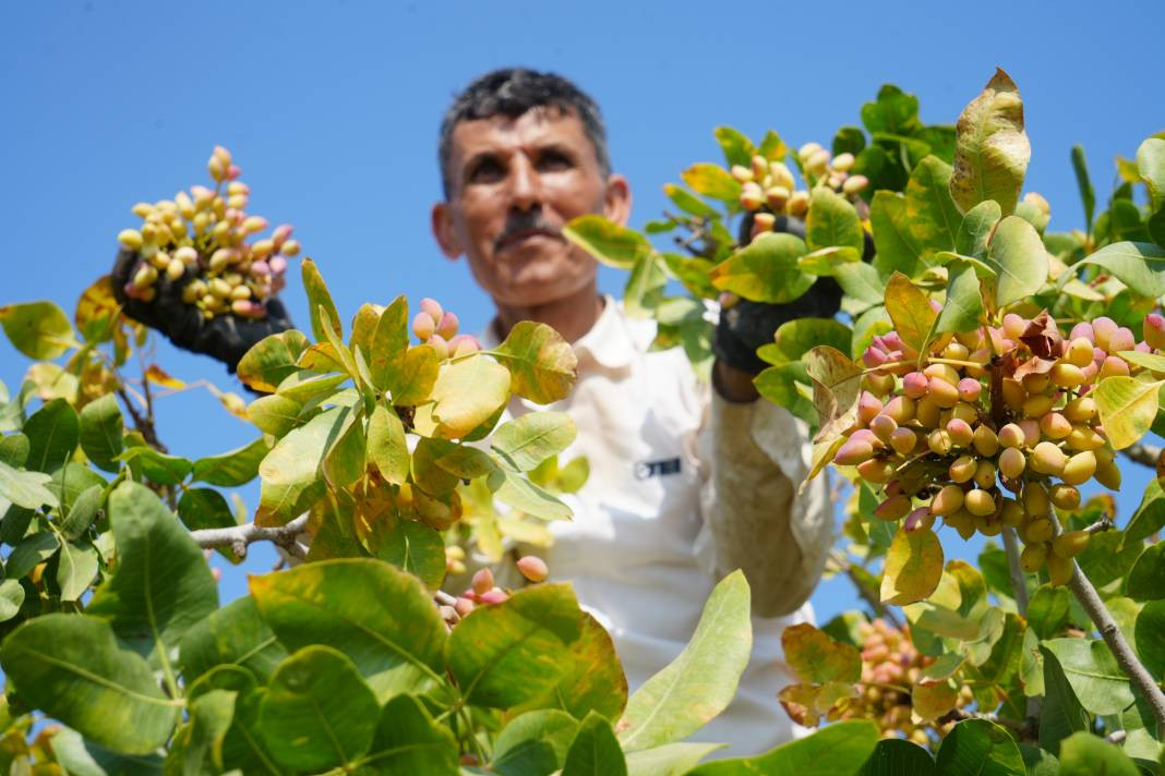 Kilosu altın ile yarışıyor 45 derecede hasadına başlandı! Bölgenin önemli geçim kaynağı - Resim: 8