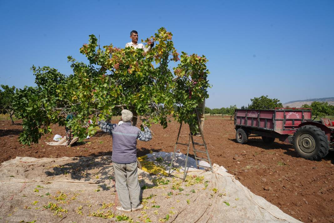 Kilosu altın ile yarışıyor 45 derecede hasadına başlandı! Bölgenin önemli geçim kaynağı - Resim: 4
