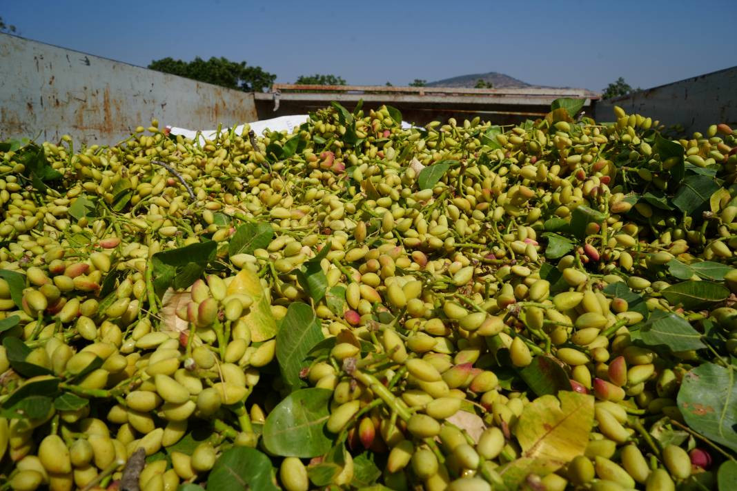 Kilosu altın ile yarışıyor 45 derecede hasadına başlandı! Bölgenin önemli geçim kaynağı - Resim: 7