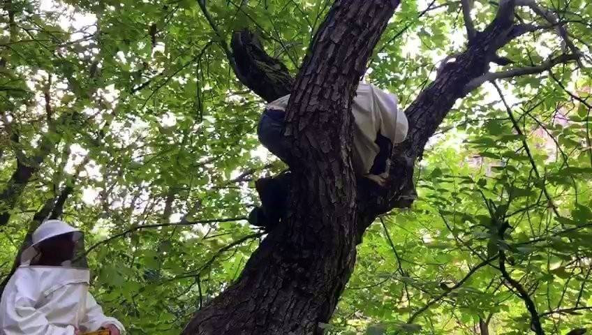 Su kenarından takip edip yuvalarına ulaşıyorlar! Kilogramını 4 bin liradan satıyorlar - Resim: 4