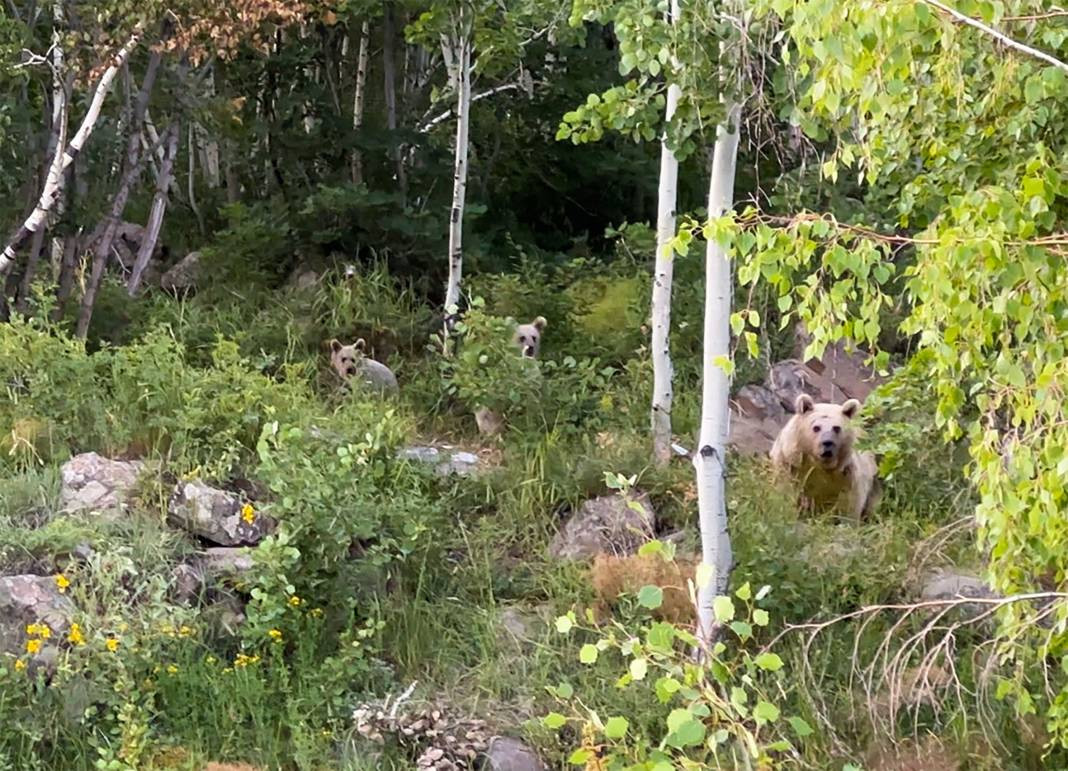 Piknikçiler masaya bırakıp arkalarına bakmadan kaçtı. Göz göze geldiler - Resim: 4