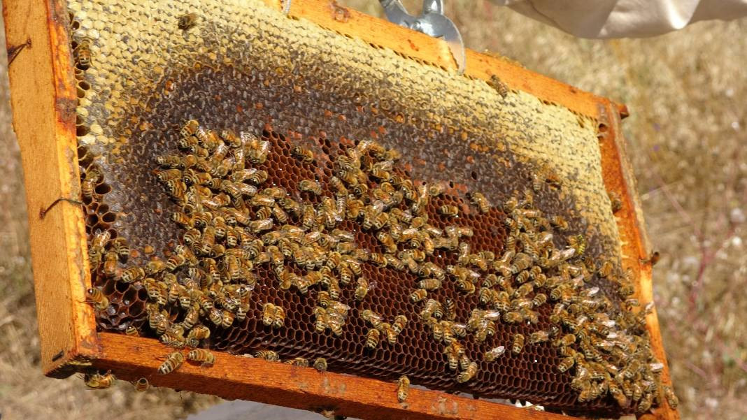 Özel kıyafetlerle hasadı yapılıyor çevre illere dağıtılıyor - Resim: 6