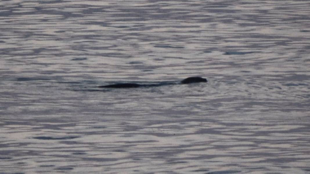 Karadeniz'in kıyısında görüldü. Ürkütücü görüntüsü korku saçıyor - Resim: 8