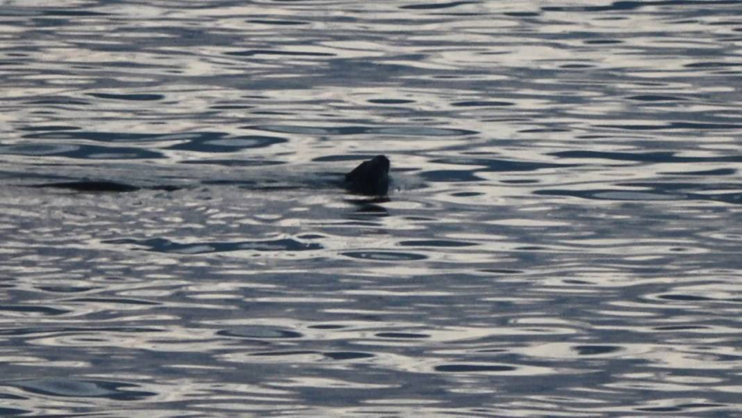 Karadeniz'in kıyısında görüldü. Ürkütücü görüntüsü korku saçıyor - Resim: 6