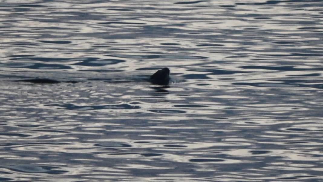 Karadeniz'in kıyısında görüldü. Ürkütücü görüntüsü korku saçıyor - Resim: 5