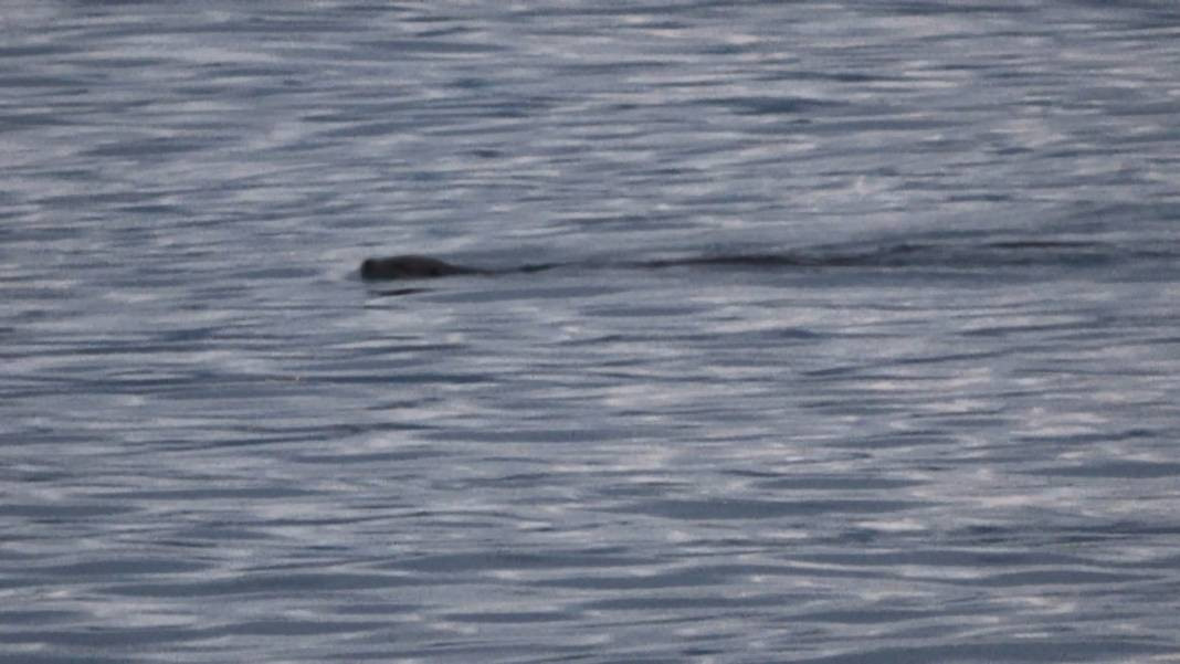 Karadeniz'in kıyısında görüldü. Ürkütücü görüntüsü korku saçıyor - Resim: 4