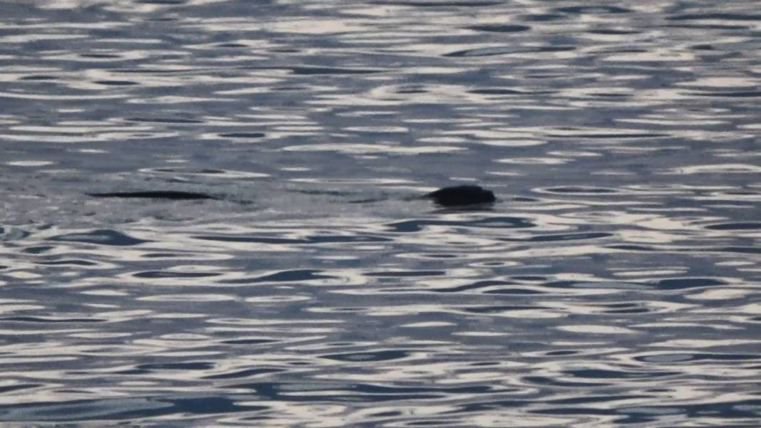 Karadeniz'in kıyısında görüldü. Ürkütücü görüntüsü korku saçıyor - Resim: 3