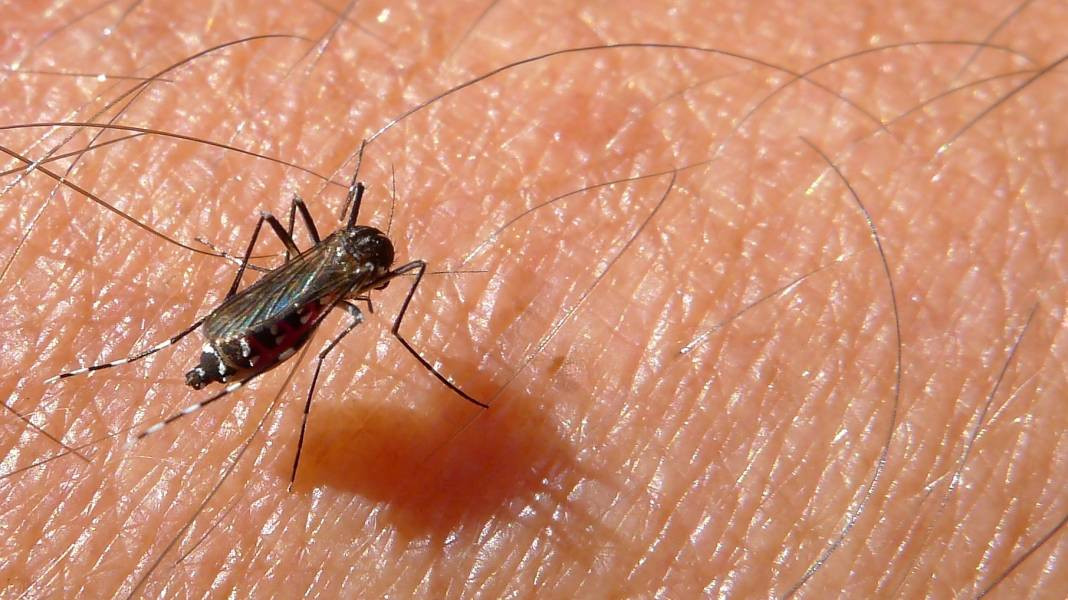 Sivrisinek ısırınca bunu sakın yapmayın. İnternette her okuduğunuzu deneyip sağlığınızdan olmayın - Resim: 2